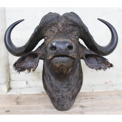 1 - Taxidermy: A large Cape Buffalo (Syncerus Caffer) circa 1900 by Rowland Ward, labelled verso, width ... 