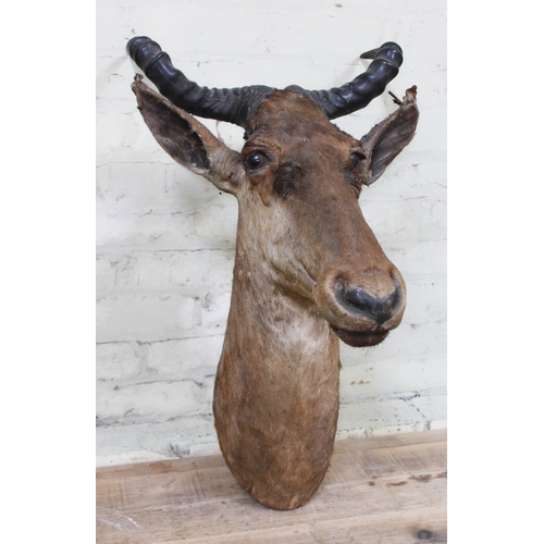 6 - Taxidermy: A hartebeest circa 1900, width 45cm, depth 56cm & height 72cm.