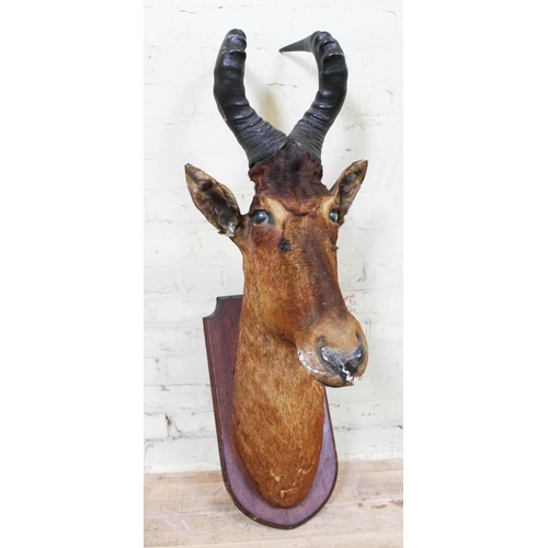 7 - Taxidermy: A hartebeest mounted on oak shield, early 20th century, width 37cm, depth 53cm & height 1... 