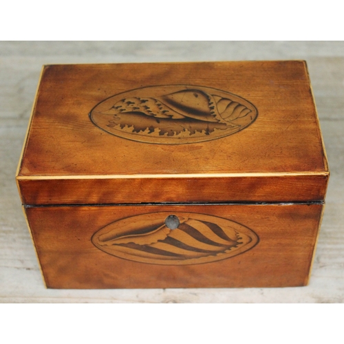 85 - A Georgian satin wood tea caddy, box wood strung with shell inlay, length 19.5cm.