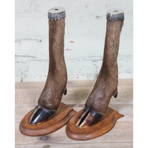 54 - A pair of taxidermy hoof candlesticks.