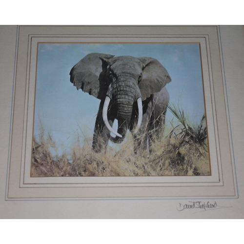 385 - A print depicting an elephant after David Shepherd, 19cm x 16cm, signed on the window mount, glazed ... 