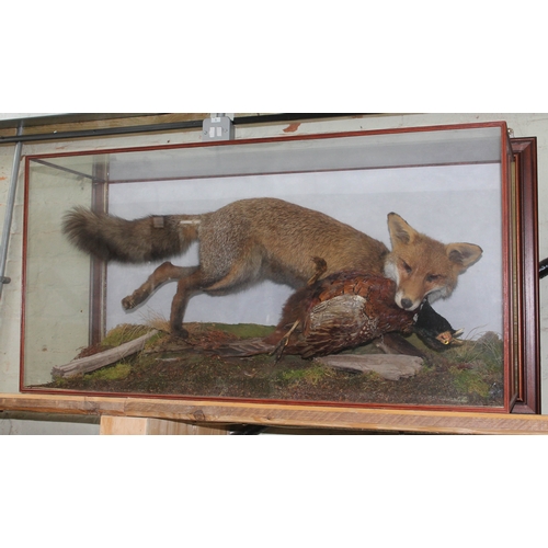 88P - A cased Taxidermy fox with modelled with pheasant in mouth on naturalistically formed base, wall mou... 