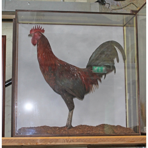 88Q - A cased taxidermy cockerel, wall mounting cabinet width 65cm, depth 24cm & height 65cm.