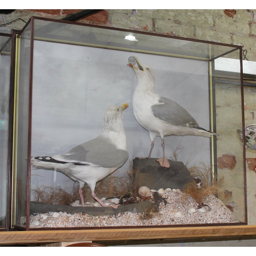 88R - A cased taxidermy display featuring two gulls on naturalistically formed base with shells, wall moun... 