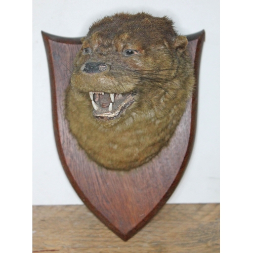 78 - A taxidermy otter head mounted on oak shield stamped 