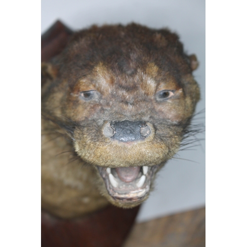 78 - A taxidermy otter head mounted on oak shield stamped 