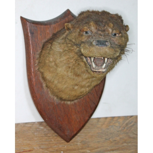 78 - A taxidermy otter head mounted on oak shield stamped 