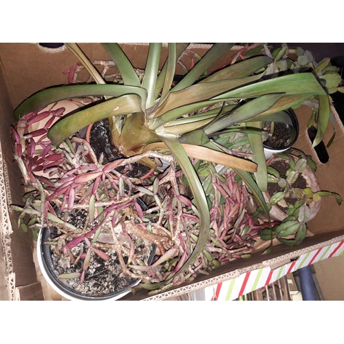 1060 - A box of house plants.