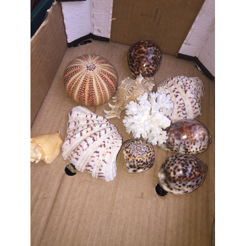 743 - Box of seashells