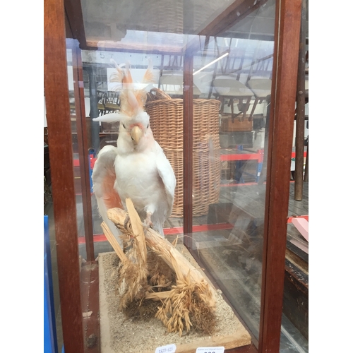 388 - A taxidermy cockatoo in perspex display case