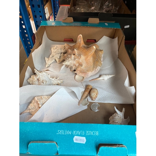 120 - A box of shells and coral including a large conch shell.