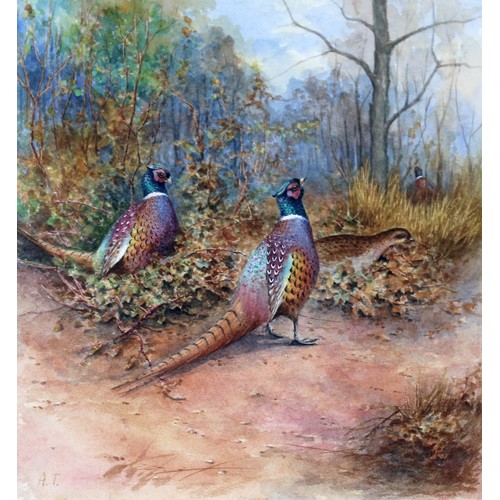 60A - Attributed to Archibald Thorburn (Scottish 1860-1935), two pheasants and a hen, watercolour, 23.5cm ... 