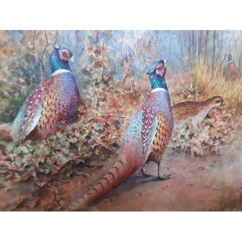 60A - Attributed to Archibald Thorburn (Scottish 1860-1935), two pheasants and a hen, watercolour, 23.5cm ... 