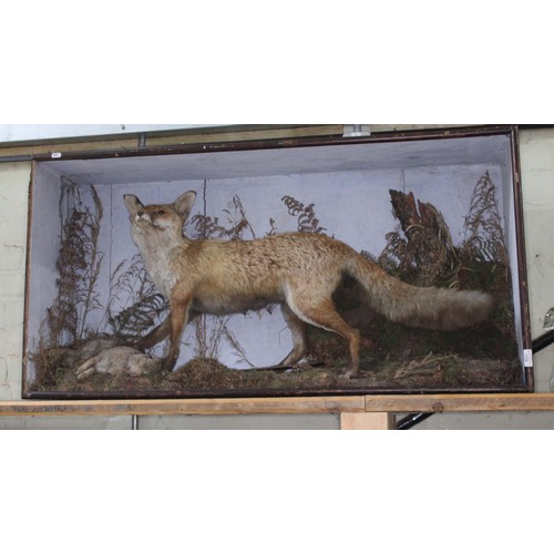 170 - Taxidermy - A circa 1900s red fox example, hunting, with rabbit on the floor, set in an open wooden ... 