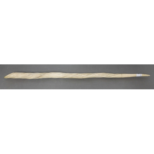 264 - A narwhal tusk, Monodon Monoceros, 19th century, length 61cm CITES no. 617381/01