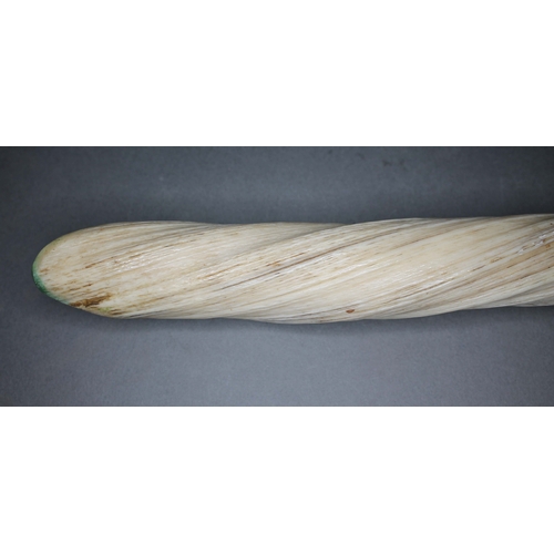 264 - A narwhal tusk, Monodon Monoceros, 19th century, length 61cm CITES no. 617381/01