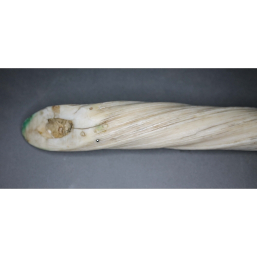 264 - A narwhal tusk, Monodon Monoceros, 19th century, length 61cm CITES no. 617381/01