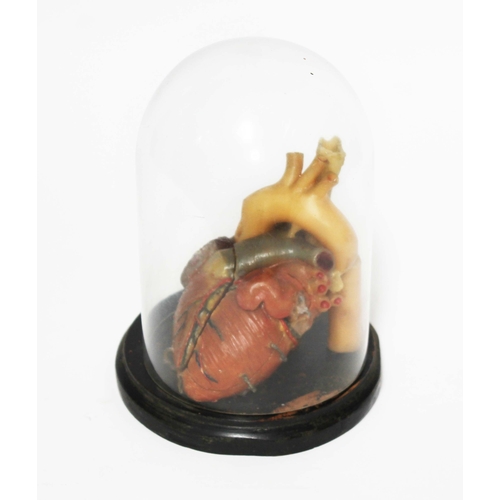 270 - An anatomical wax model of the human heart, circa 1900, under glass dome, height 23cm.