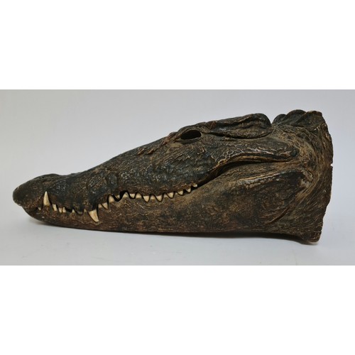 278 - A taxidermy crocodile head