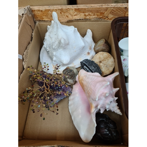 956 - A box of shells and fossils.