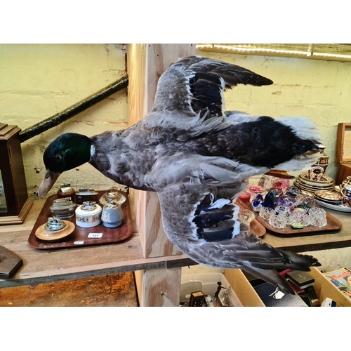 122 - A taxidermy Mallard duck.