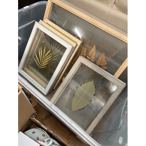 490 - A collection of seven framed pressed leaves.