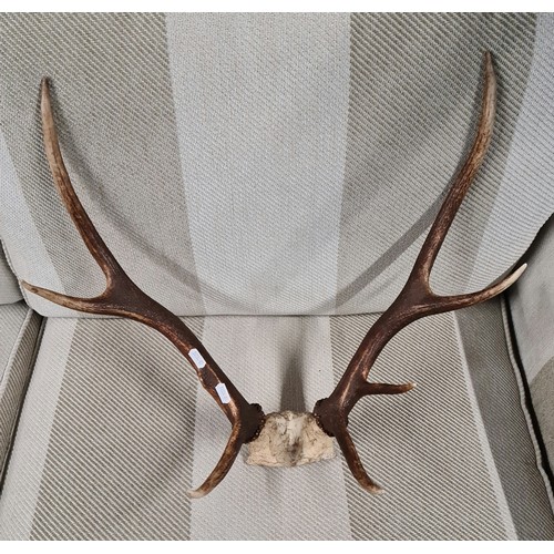 60A - A pair of Stag antlers and partial skull.