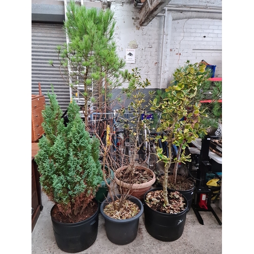 336 - Two pine trees, a leylandii tree, two variegated shrubs and one other.