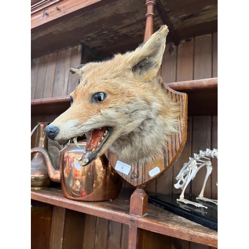 4 - A mounted taxidermy fox head.