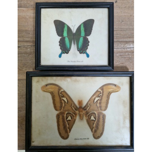 251 - Two butterflies, The Banded Peacock & Attacus Atlas Moth (M), both framed and glazed.