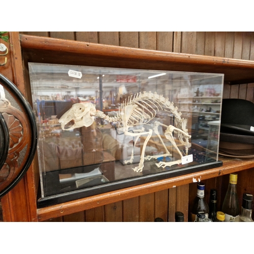 4 - A rabbit skeleton, mounted in a display case, 50cm wide.