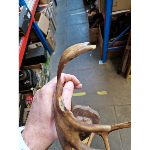 219 - Assorted mounted taxidermy horns