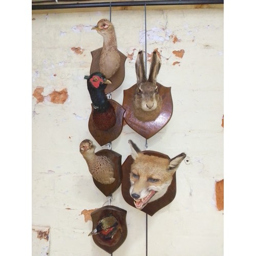 203 - Six mounted taxidermy heads by T Salkeld, Carnforth, comprising a fox, a rabbit and three pheasants.