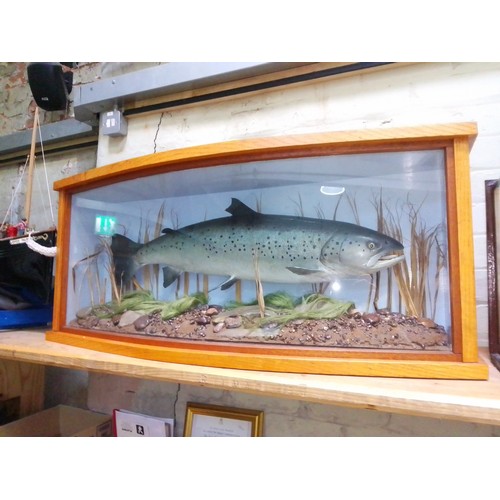 206 - A taxidermy salmon within naturalistically formed display, case length 102cm.