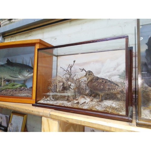 205 - A taxidermy display by T Salkeld, Carnforth, containing two snipes, case length 54cm.