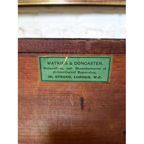 34 - A late Victorian specimen cabinet, interior drawers with arched glazed door, labelled 'Watkins & Don... 