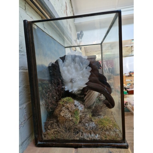 204 - A taxidermy display, two birds within naturalistically modelled surrounds, case height 51cm.