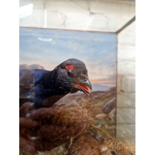 204 - A taxidermy display, two birds within naturalistically modelled surrounds, case height 51cm.