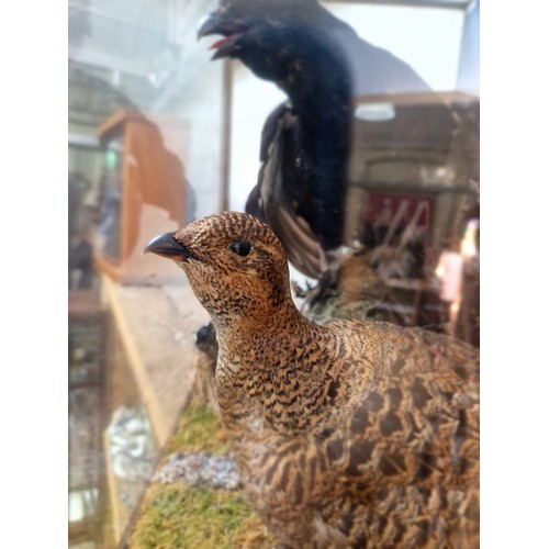 204 - A taxidermy display, two birds within naturalistically modelled surrounds, case height 51cm.