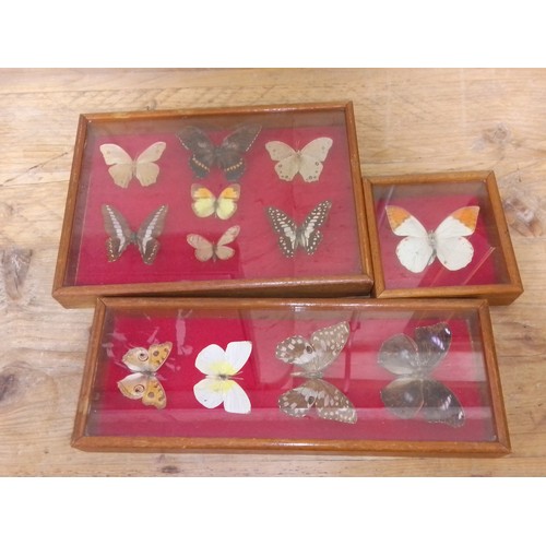 294 - Three cased taxidermy butterfly displays.