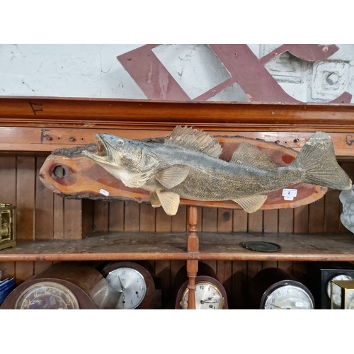 2 - A Walleye fish mounted on a wooden plaque