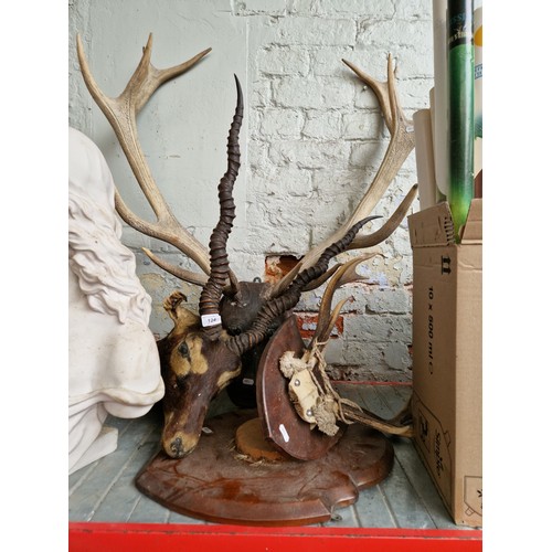 124 - A Blackbuck head, a 14 point Antler Stag's head and a small mounted 8 point Antler