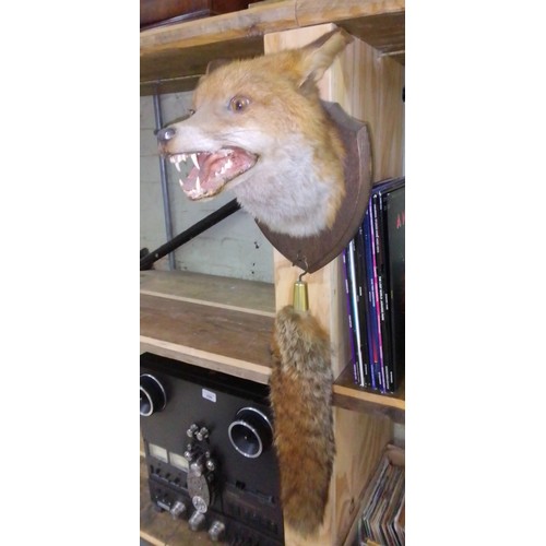 450 - A taxidermy mounted foxes head and tail.
