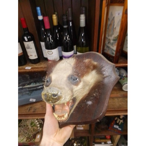 4 - A Buffon's Kob (Antelope)  1907 head mounted on a wooden plaque, a similar badger's head. and an unm... 
