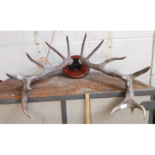 75 - Fourteen point mounted antlers, width 82cm, length 85cm.