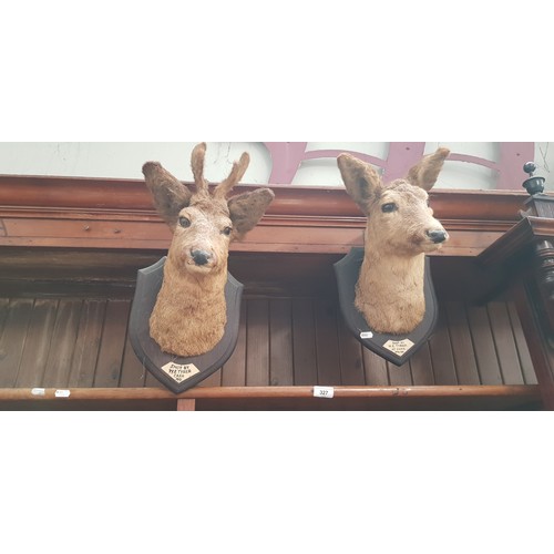 327 - A pair of stuffed mounted roe deer.