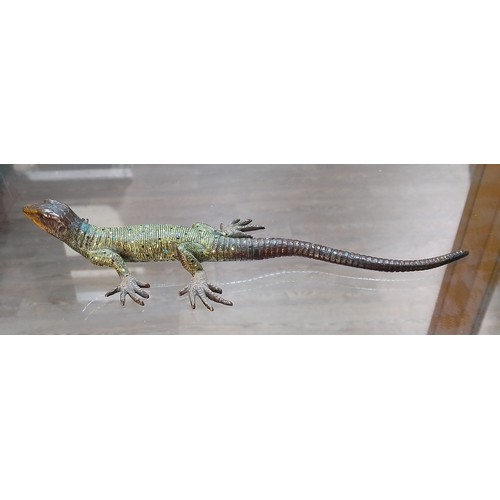 431 - An Austrian cold painted bronze lizard attributed to Franz Xavier Bergman (Austrian 1898-1963), mark... 