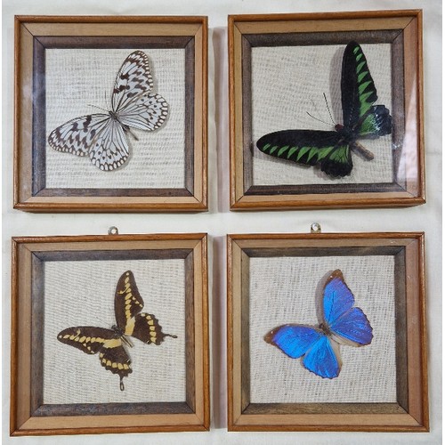 140A - A set of four framed butterflies.