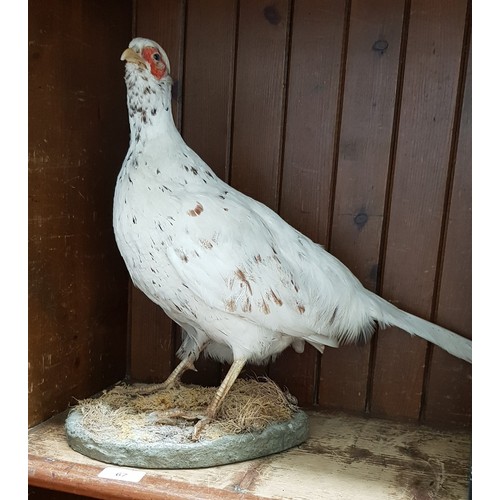 67 - A taxidermy white pheasant .